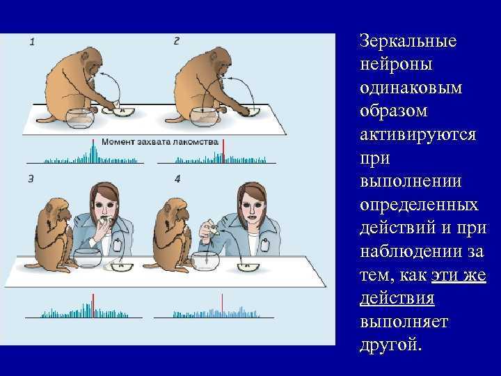 Действие зеркальных нейронов